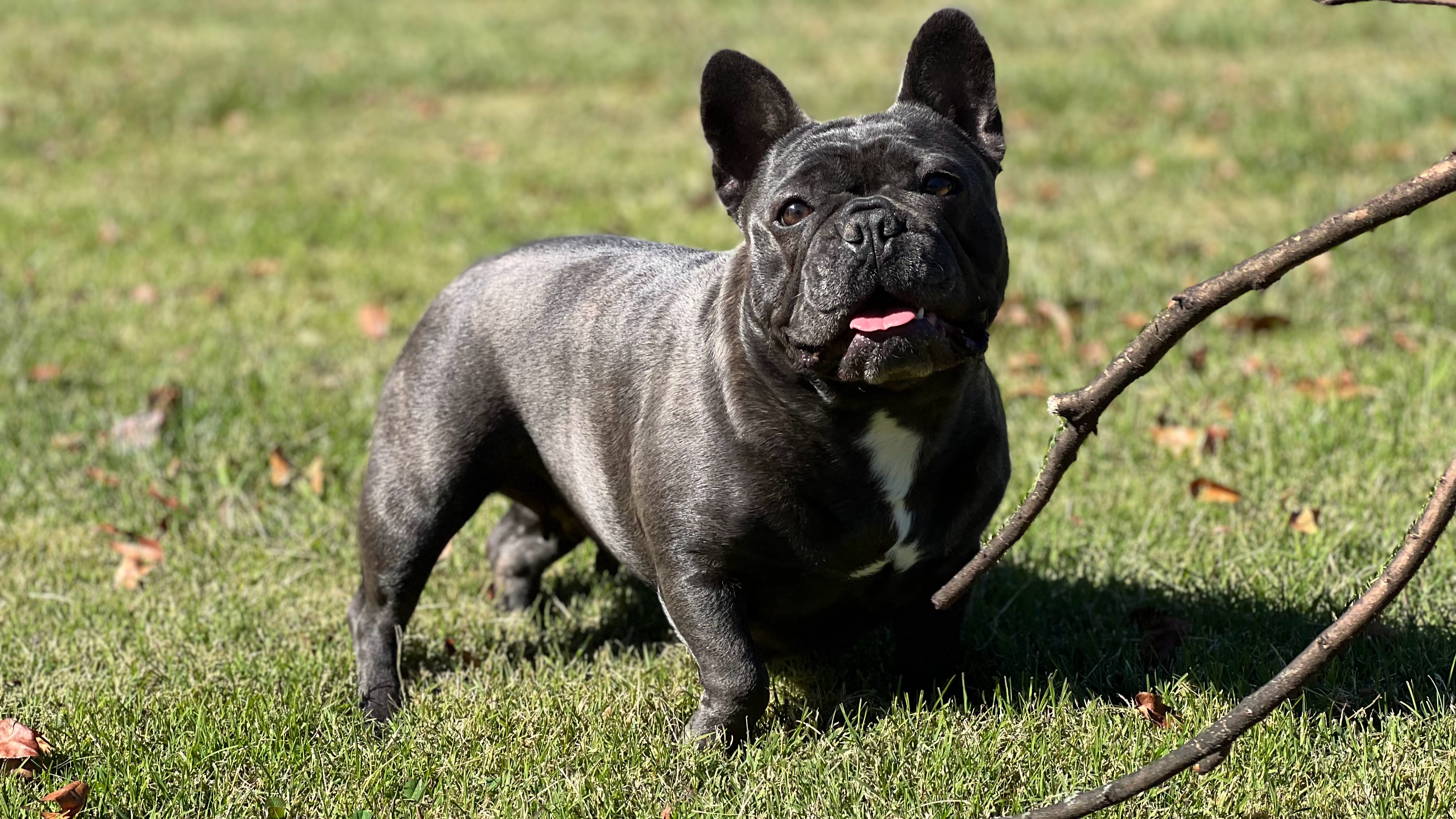 Blue Wonderbulls Bella