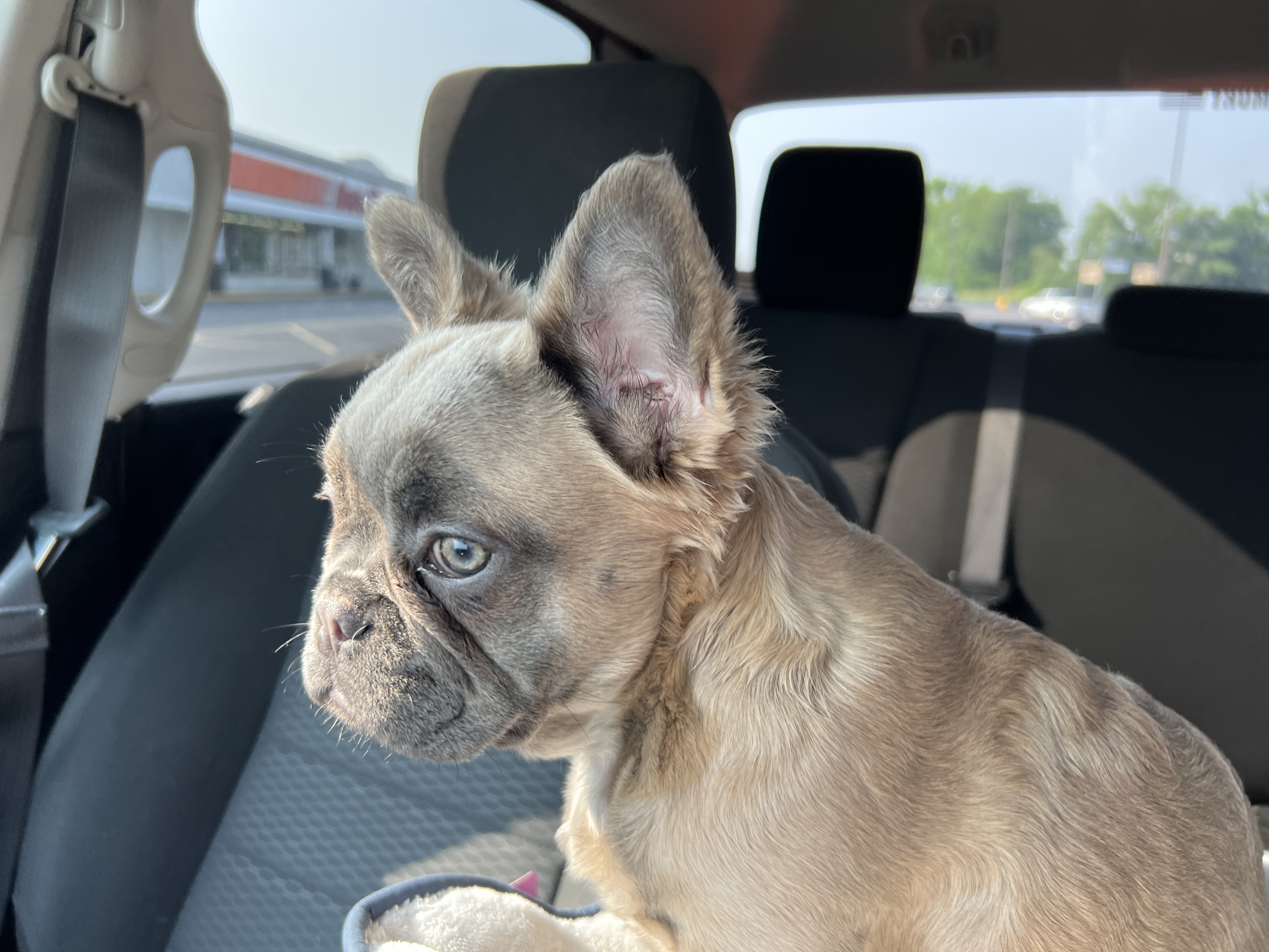 Blue Wonderbulls Isabella - Image 2