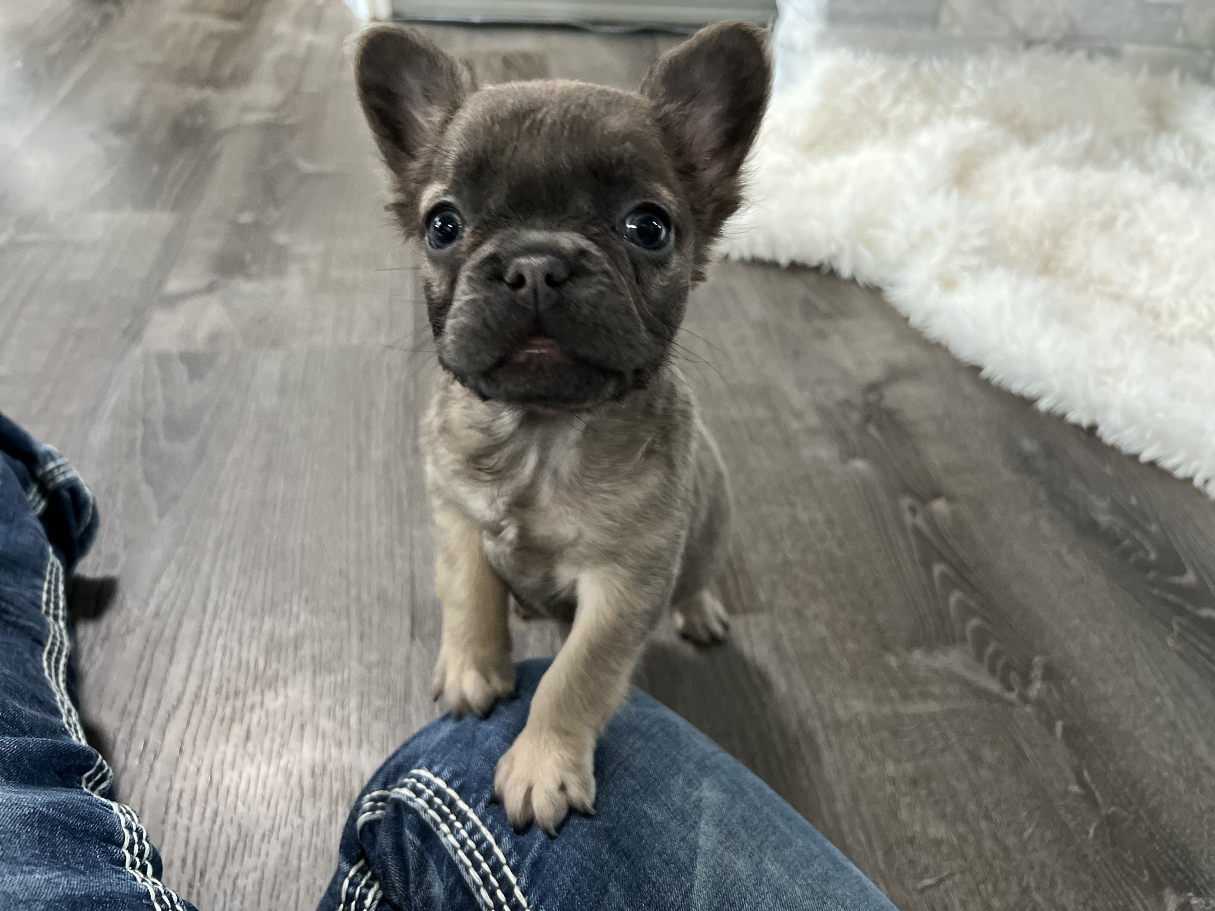 Blue Wonderbulls Isabella - Image 6