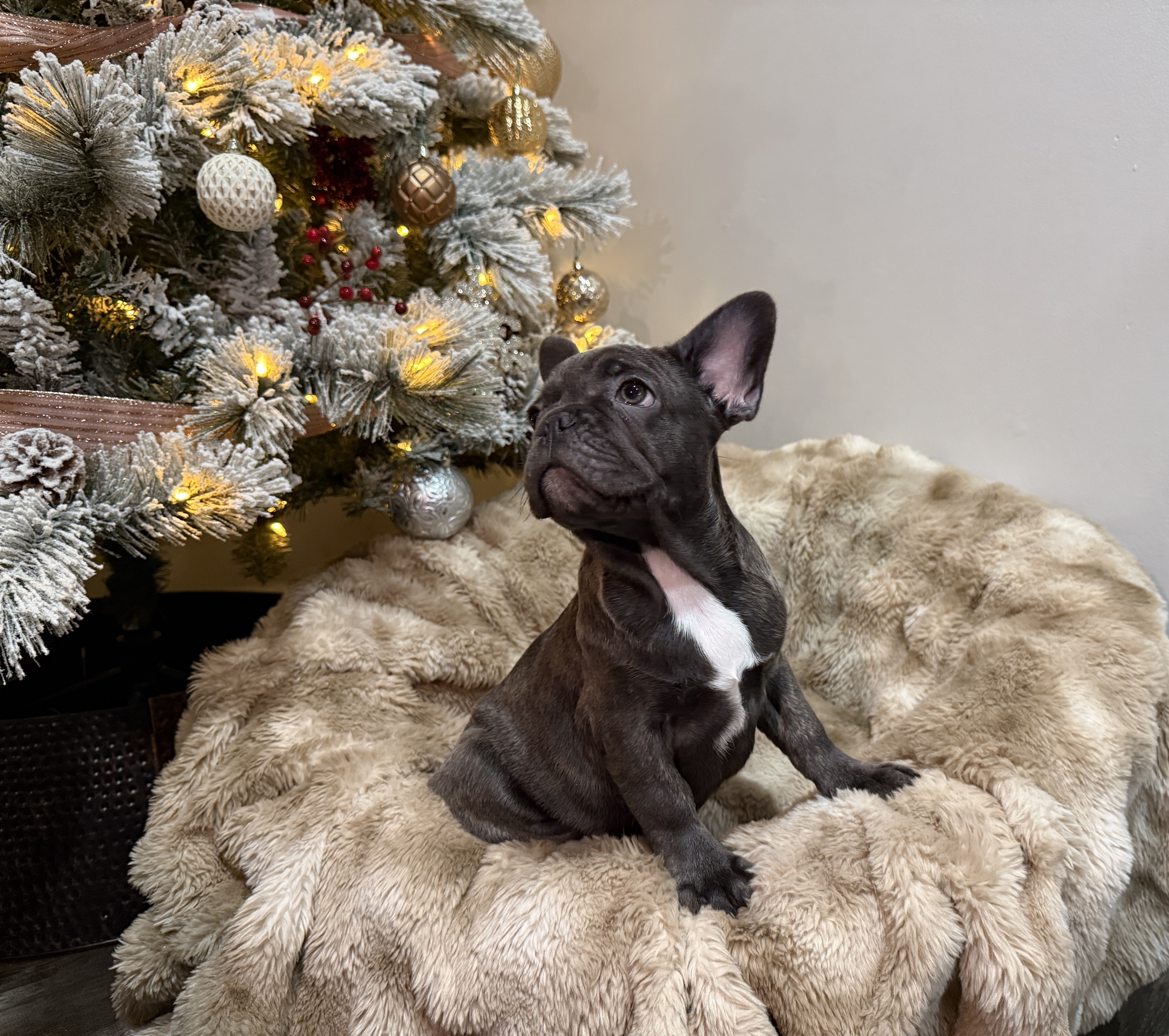 Blue Wonderbulls Tinsel