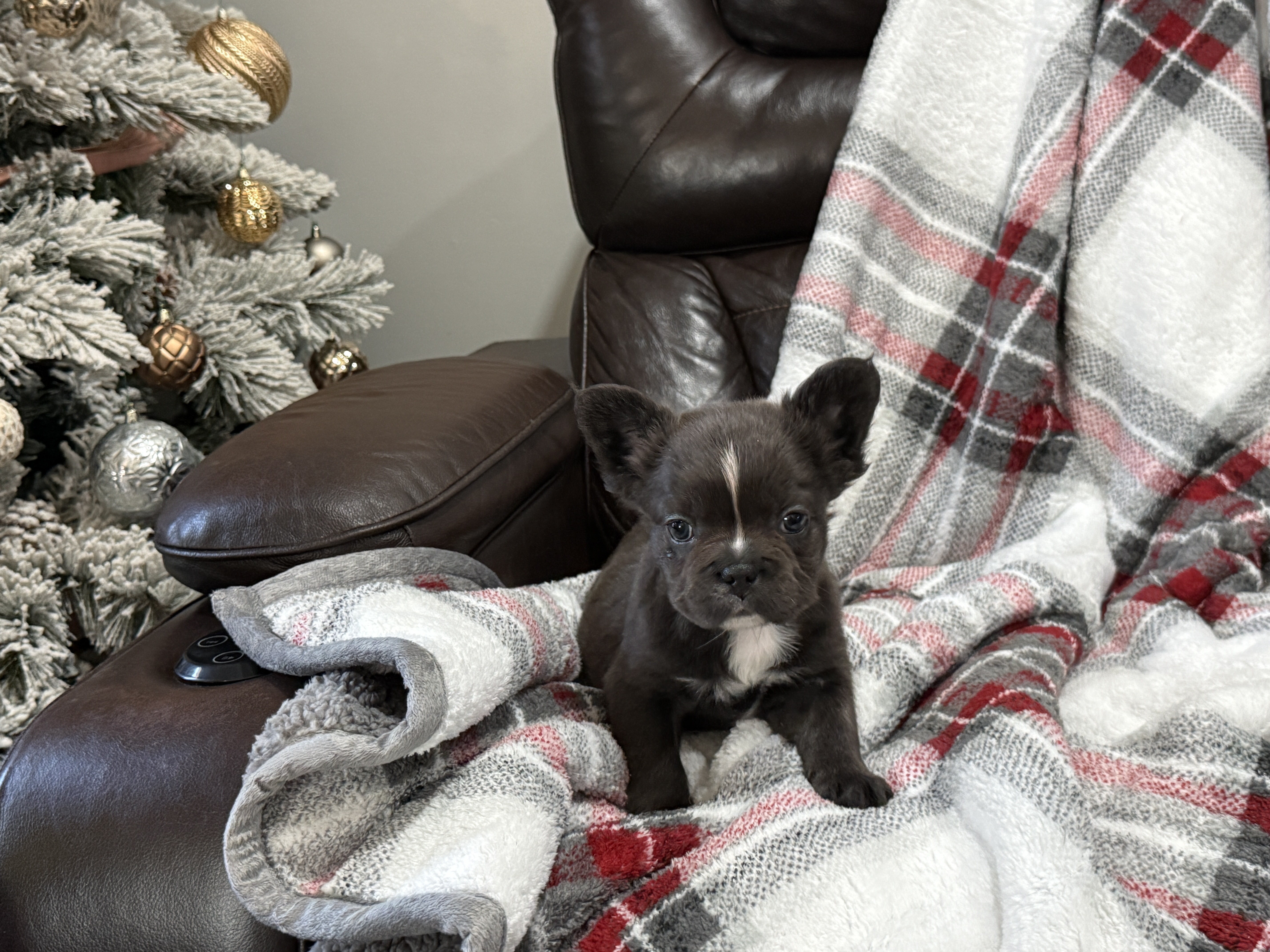 Blue Wonderbulls Ellie