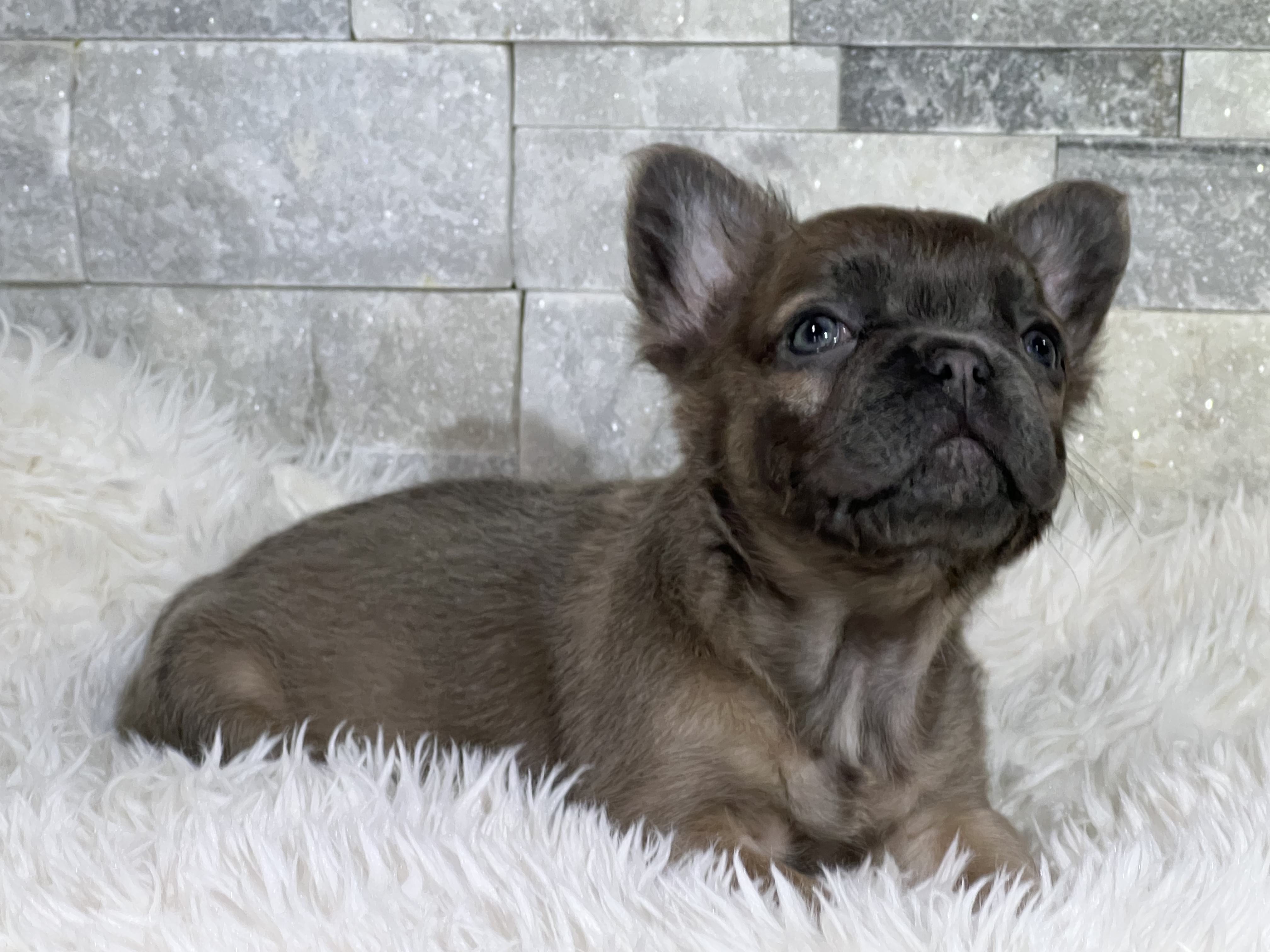 Blue Wonderbulls Isabella - Image 5