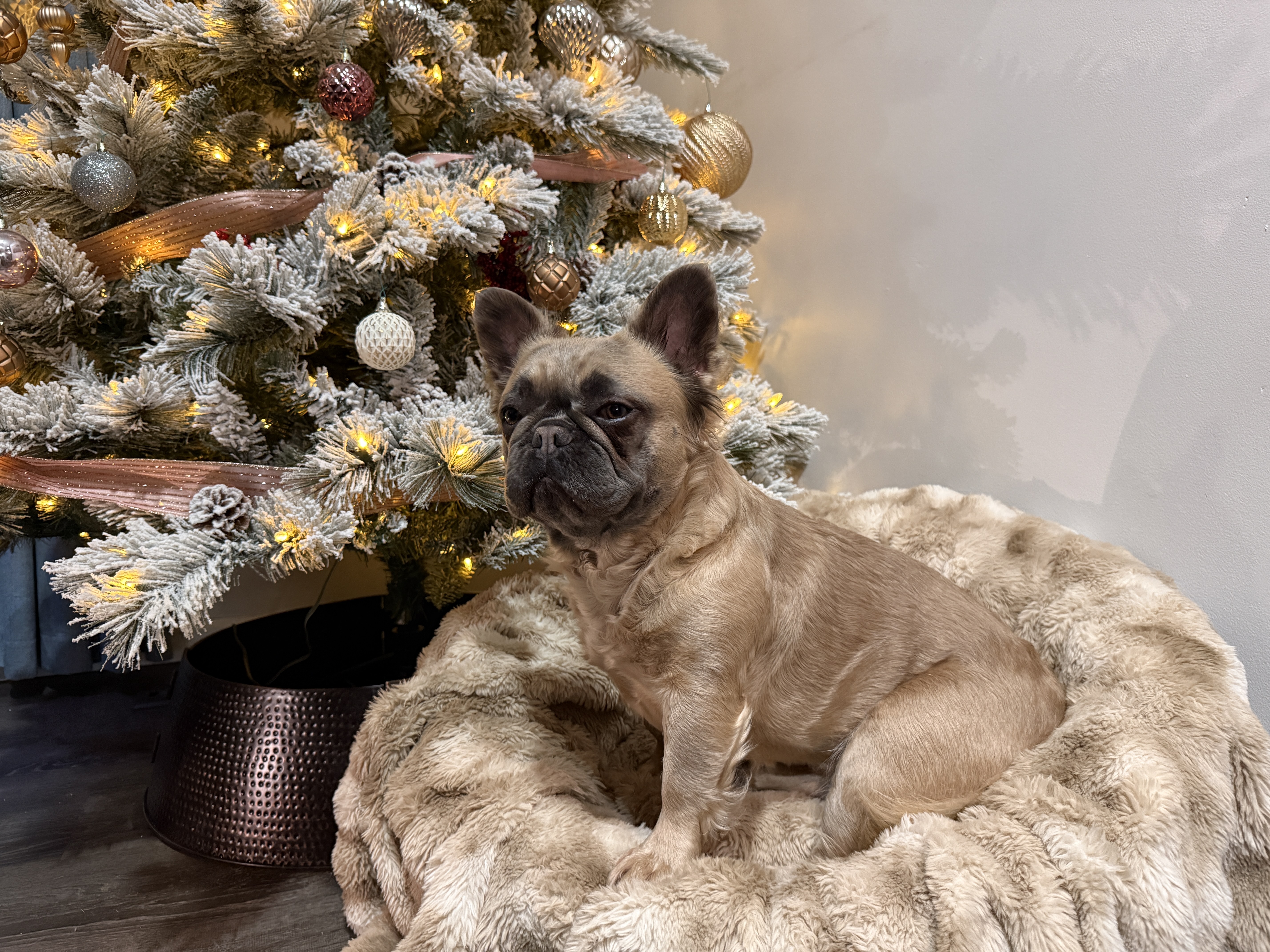 Blue Wonderbulls Isabella