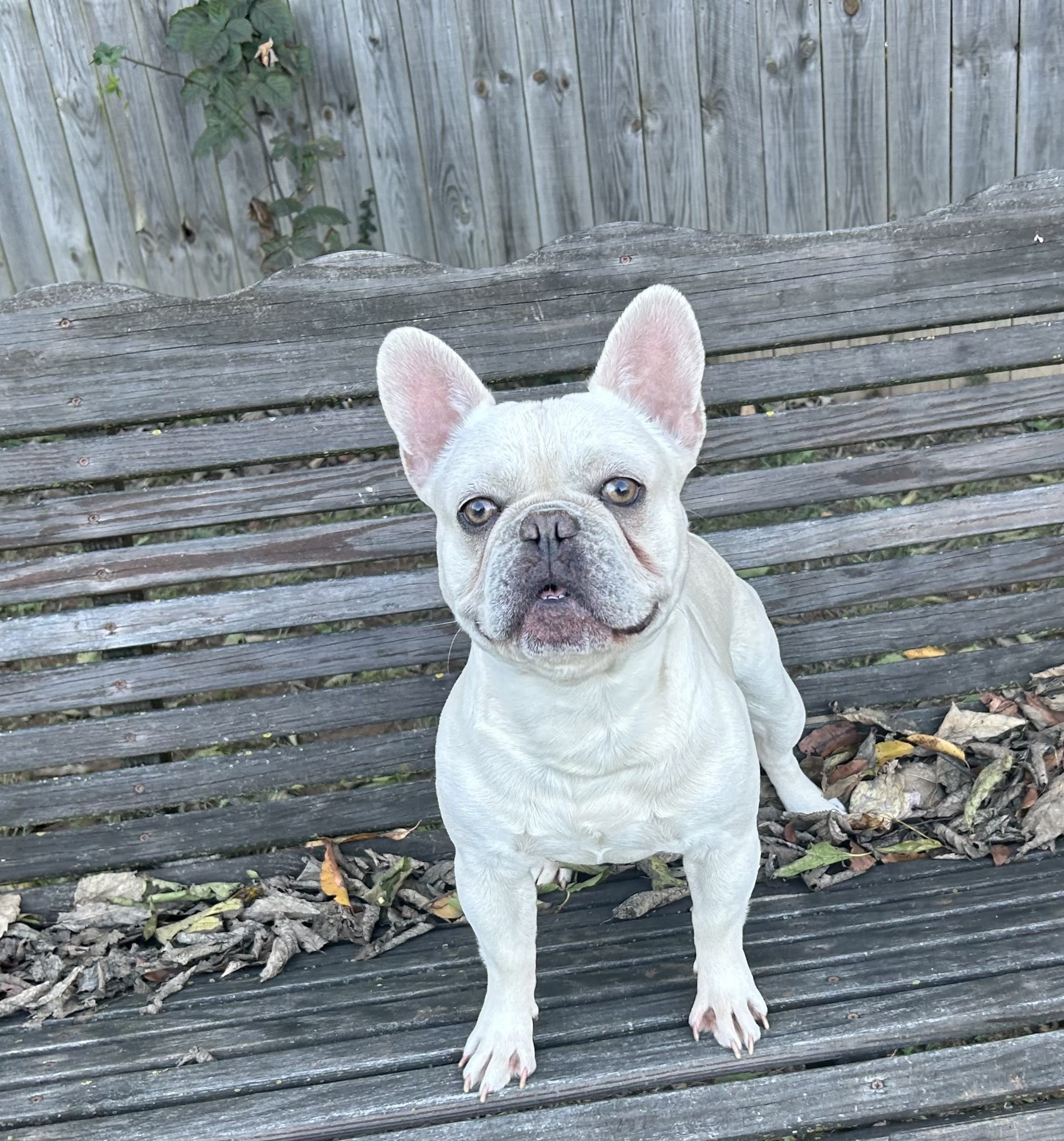 Blue Wonderbulls Casper