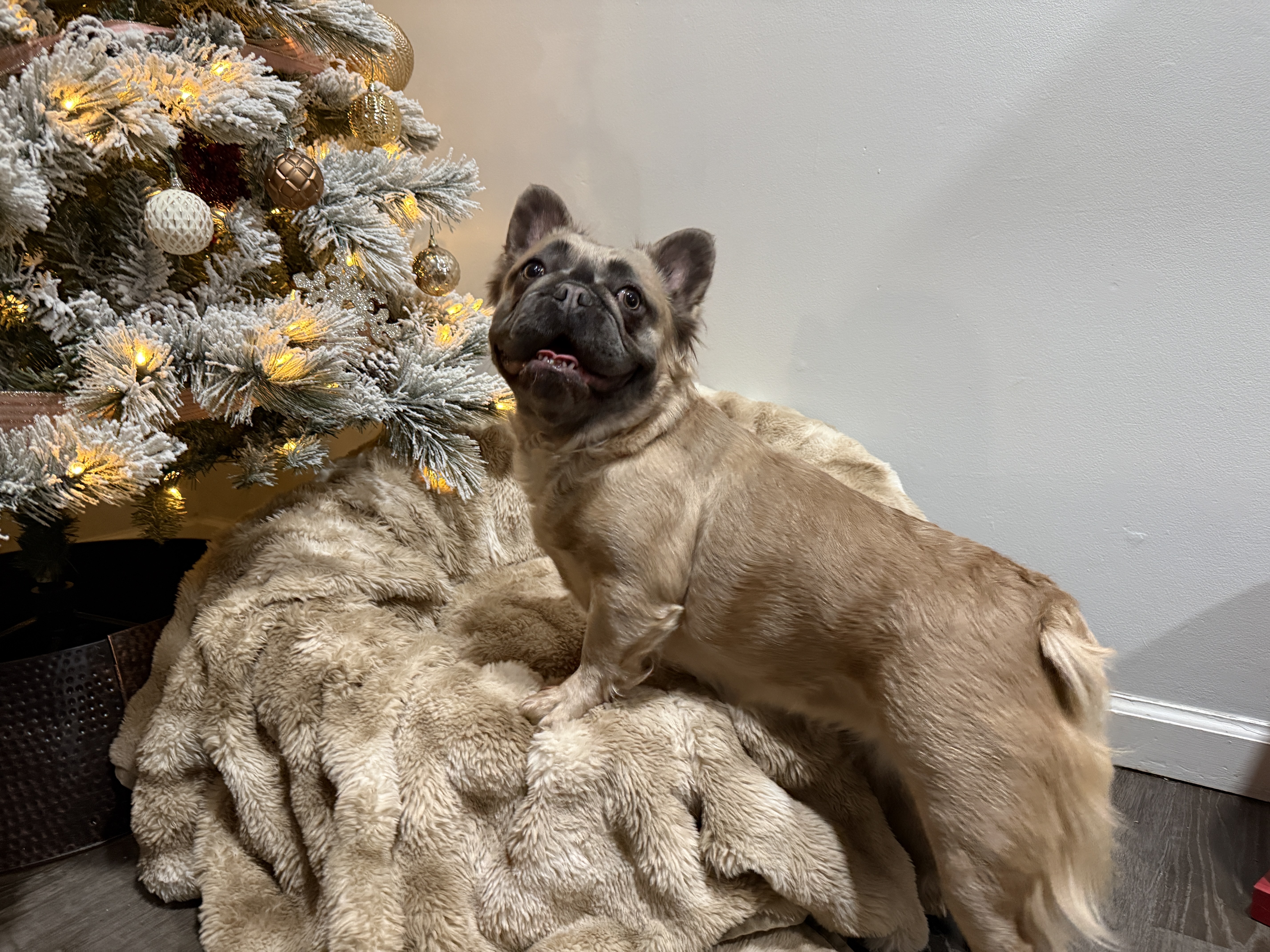 Blue Wonderbulls Isabella - Image 3