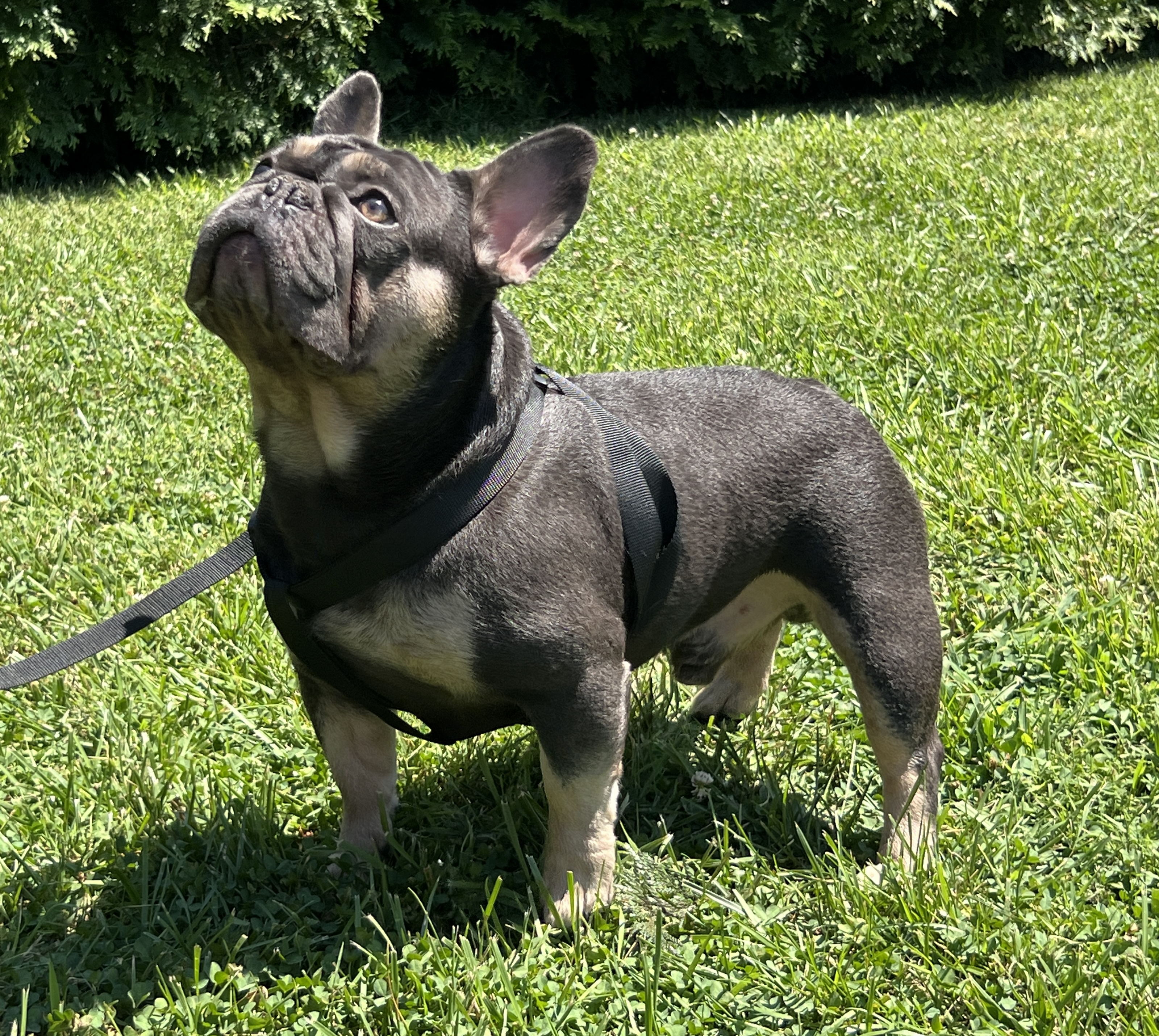 Superbulls Blue Kodiak