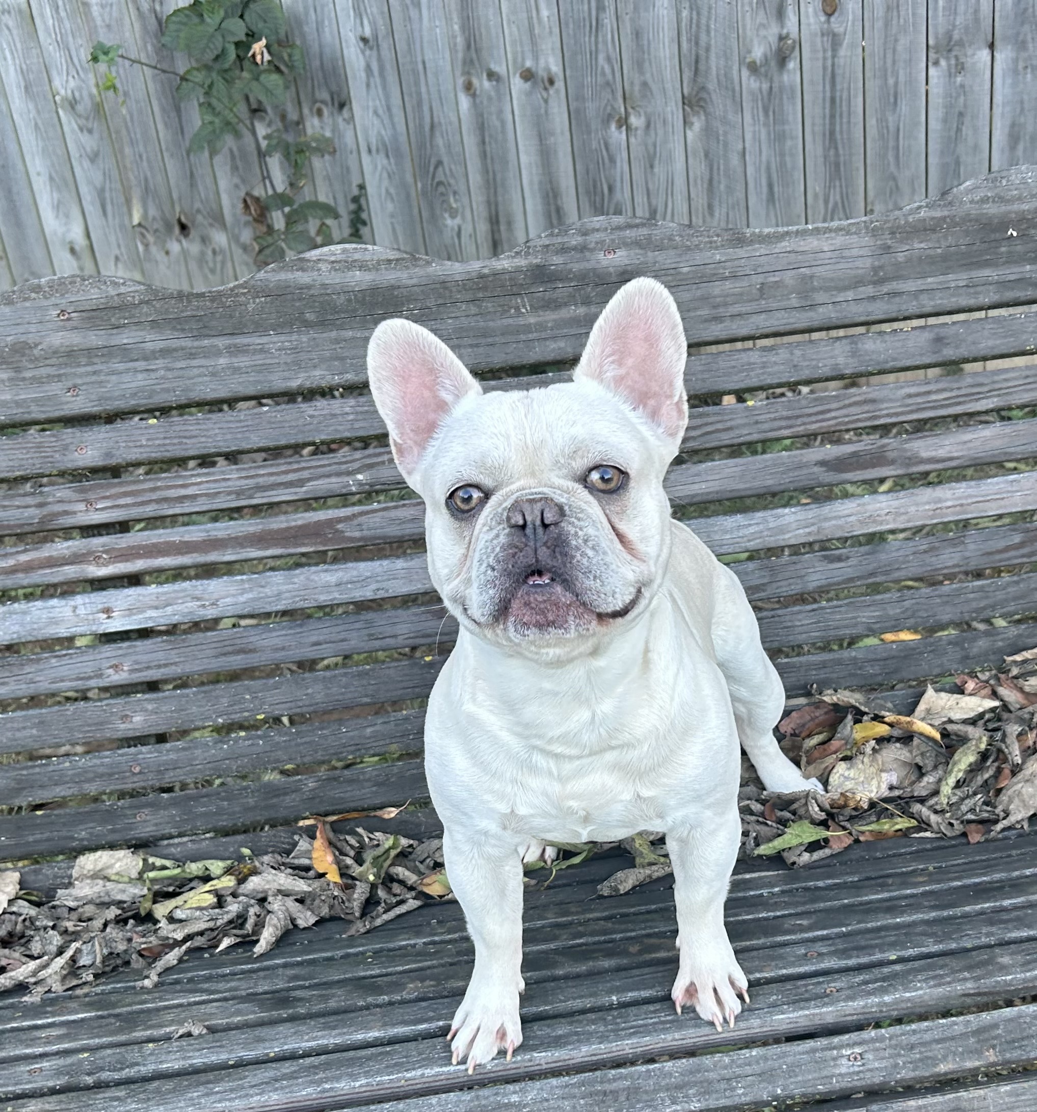 Blue Wonderbulls Casper - Image 2