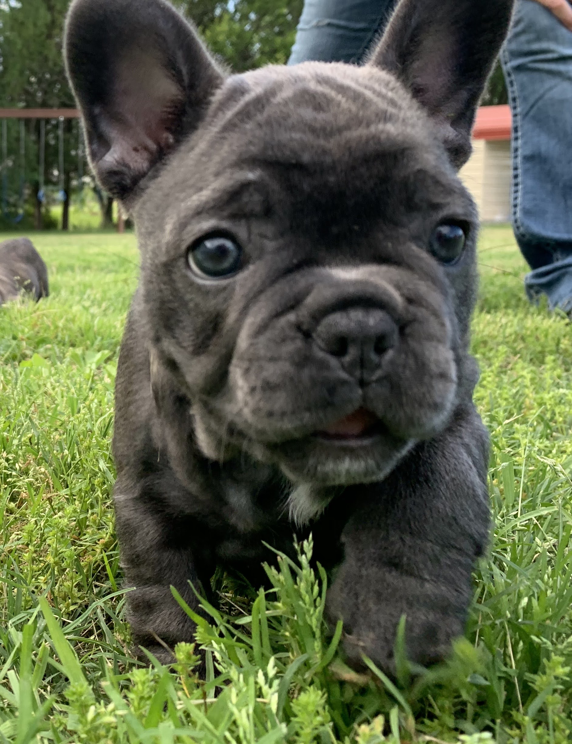 Blue Wonderbulls Bella - Image 1