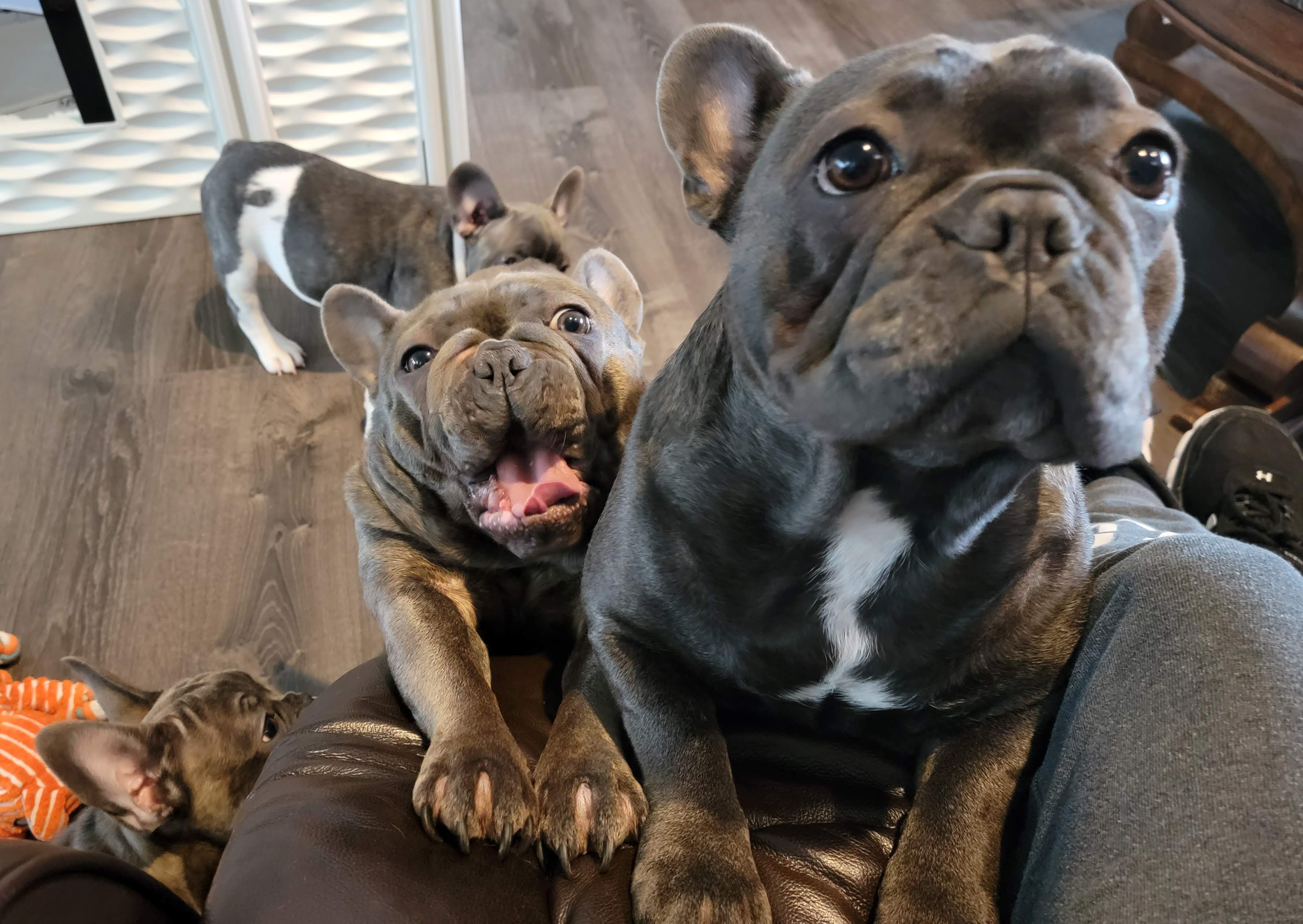 Blue Wonderbulls Bella - Image 3