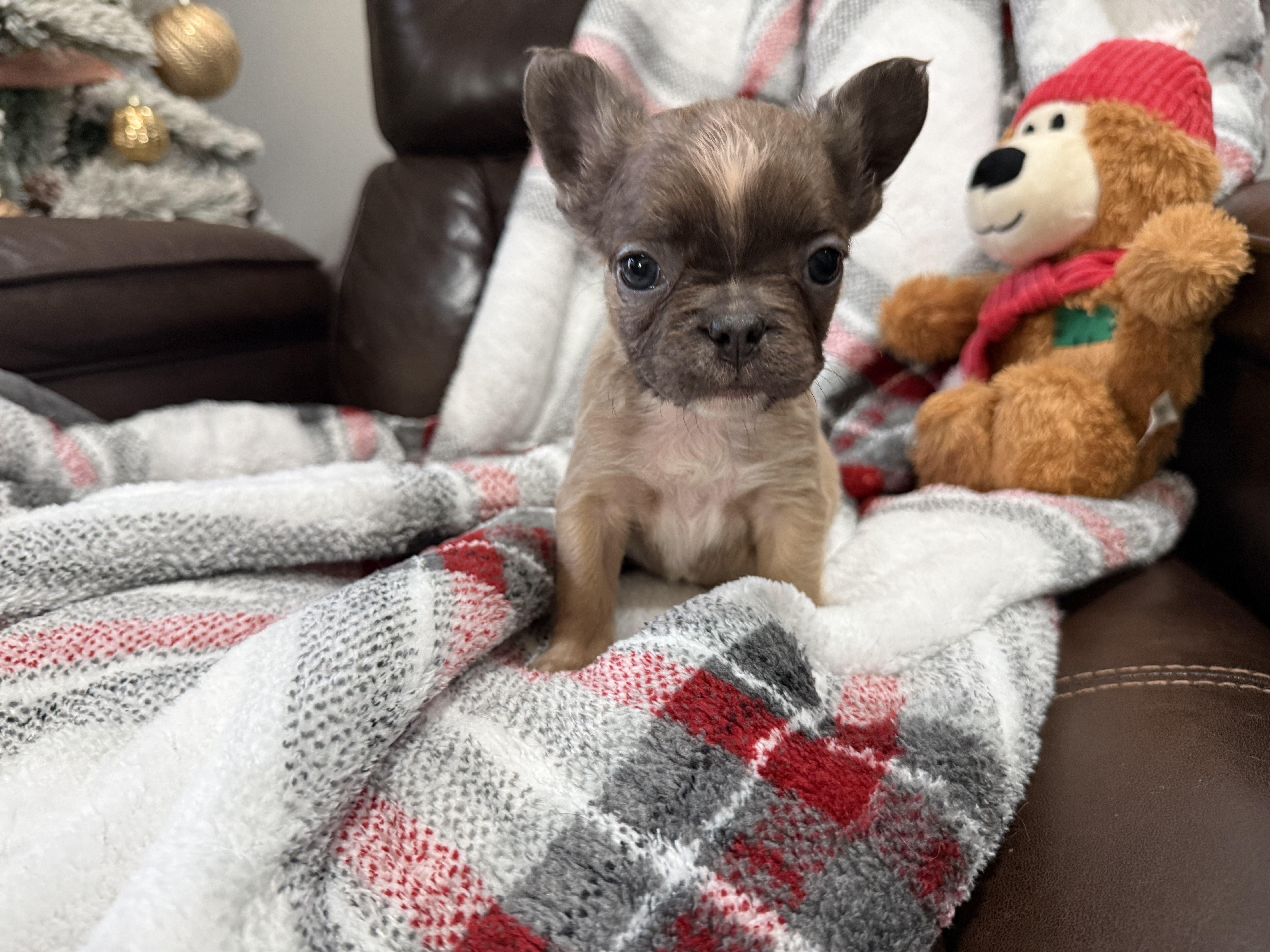 Blue Wonderbulls Lil'bit